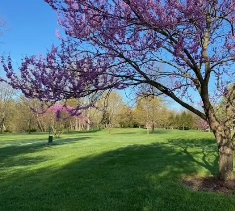 Tree with pretty purple leaves and a bright green field during spring time